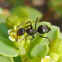 Nylanderia bourbonica - photo 2