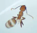 Nylanderia bourbonica - photo 4