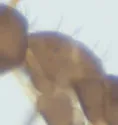 Nylanderia bourbonica - photo 5