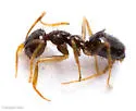 Nylanderia bruesii