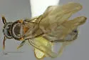 Nylanderia bruesii - photo 2