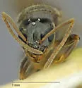 Nylanderia bruesii - photo 3