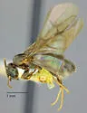 Nylanderia bruesii - photo 4