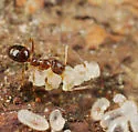Nylanderia faisonensis - photo 2