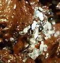 Nylanderia faisonensis - photo 4