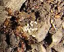 Nylanderia flavipes