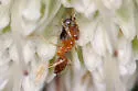 Nylanderia flavipes - photo 2