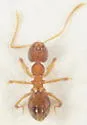 Nylanderia flavipes - photo 3