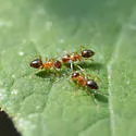 Nylanderia flavipes - photo 5