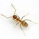 Tawny Crazy Ant