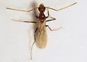 Tawny Crazy Ant - photo 2