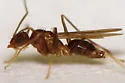 Tawny Crazy Ant - photo 3