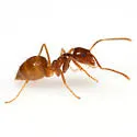 Tawny Crazy Ant - photo 4