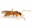 Tawny Crazy Ant - photo 5