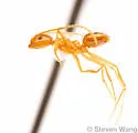 Nylanderia hystrix