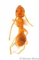 Nylanderia hystrix - photo 2