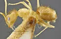 Nylanderia hystrix - photo 3