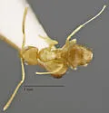 Nylanderia hystrix - photo 4