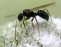 Nylanderia parvula - photo 2