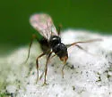 Nylanderia parvula - photo 3