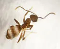 Nylanderia steinheili