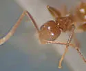 Nylanderia steinheili - photo 2