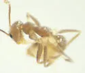 Nylanderia steinheili - photo 3