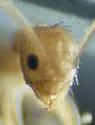 Nylanderia steinheili - photo 5