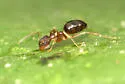 Nylanderia terricola