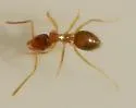 Nylanderia terricola - photo 3