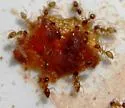 Nylanderia terricola - photo 4