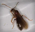 Nylanderia vividula