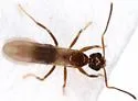Nylanderia vividula - photo 2