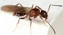 Nylanderia vividula - photo 3