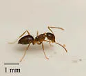 Nylanderia vividula - photo 4