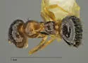 Nylanderia vividula - photo 5