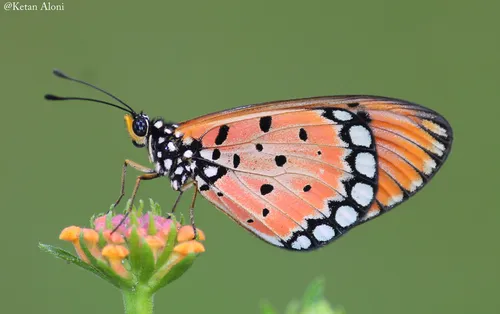 Brush-footed Butterflies - Nymphalidae