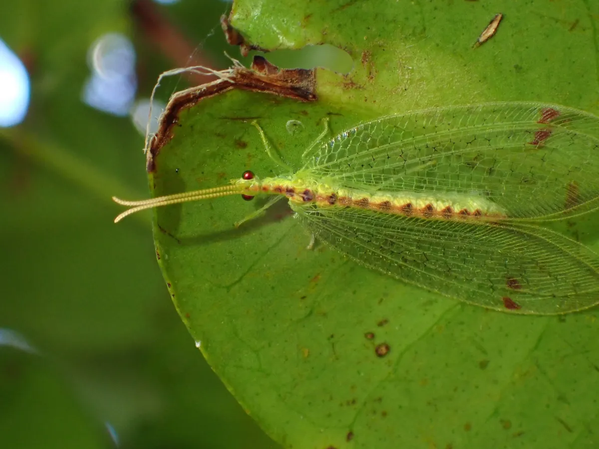 Split‐footed Lacewings - photo 2