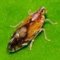 Nymphocixia unipunctata - photo 2