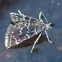China Mark Moth - Hodges#4753