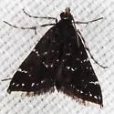 China Mark Moth - Hodges#4753 - photo 2