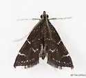 China Mark Moth - Hodges#4753 - photo 3