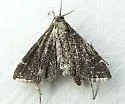 China Mark Moth - Hodges#4753 - photo 4