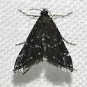 China Mark Moth - Hodges#4753 - photo 5