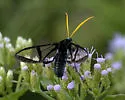 Nyridela xanthocera - Hodges#8285.2