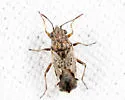 Nysius ericae