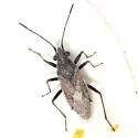 Nysius fuscovittatus