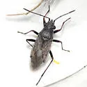Nysius fuscovittatus - photo 2