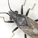 Nysius fuscovittatus - photo 3