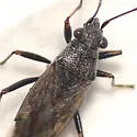 Nysius fuscovittatus - photo 4